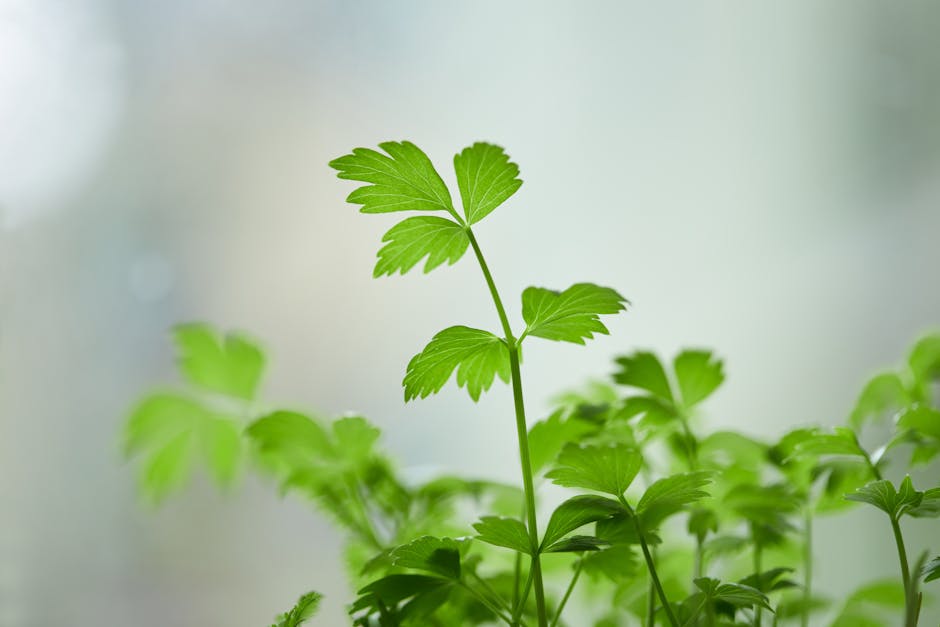Apigenin-Rich Foods: Parsley, Chamomile & Celery (USDA Flavonoid Data)