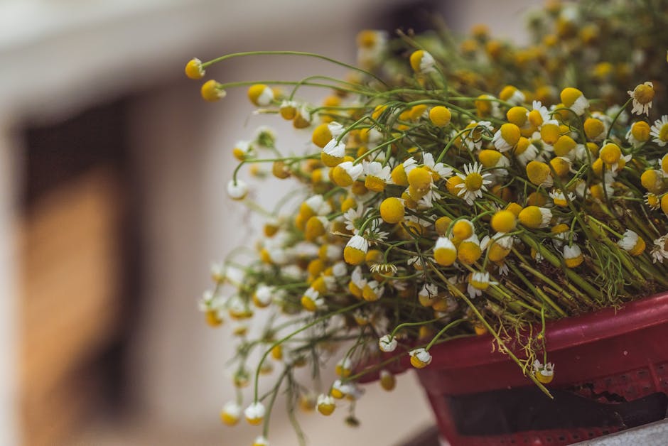 Chamomile flowers, one of the most concentrated dietary sources of apigenin