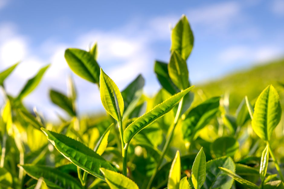 Catechins and EGCG in Foods: USDA Flavonoid Database Values for Green Tea, Cocoa, and Apples (2026)