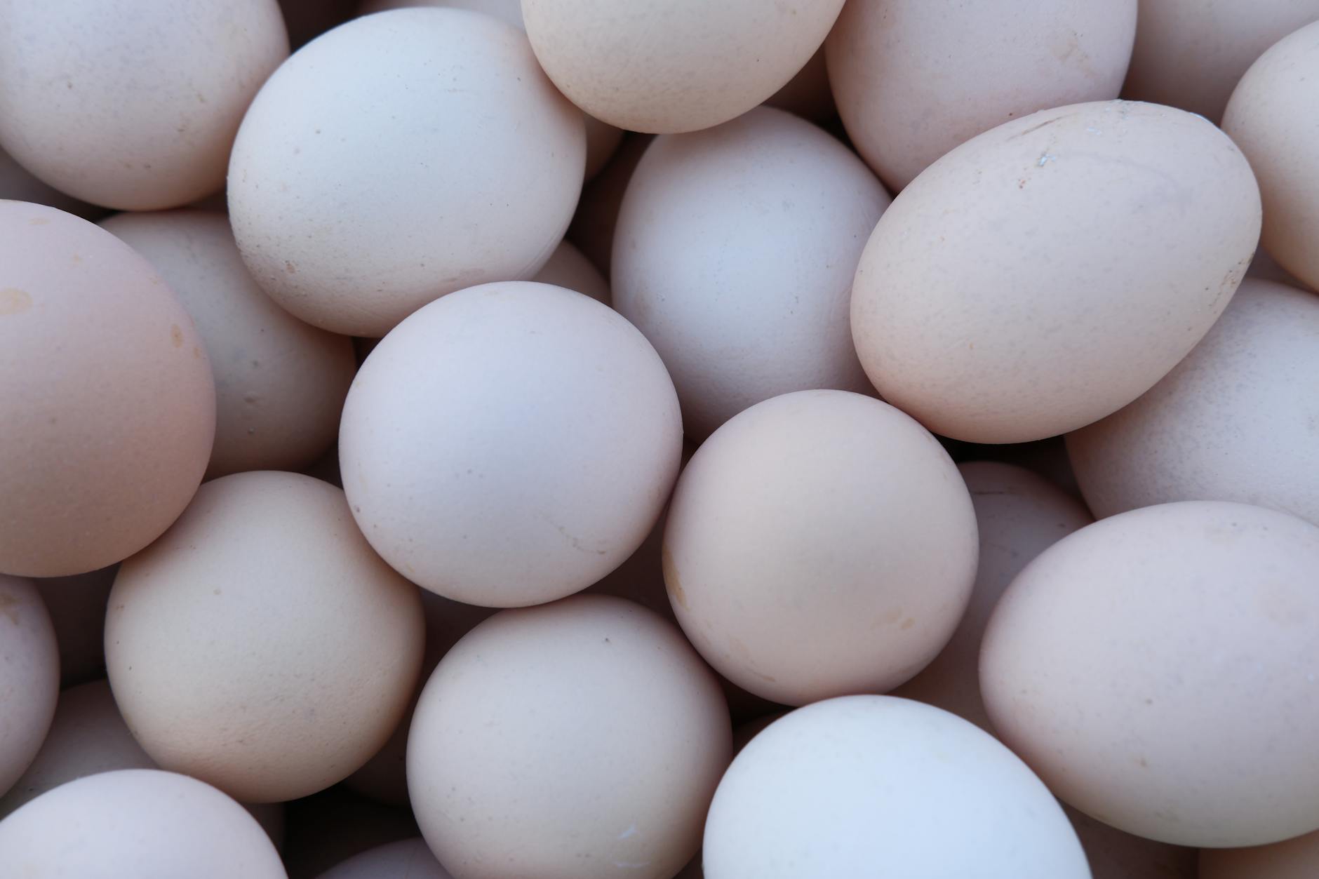 Choline-Rich Foods: What USDA FoodData Central Data Shows (2026)