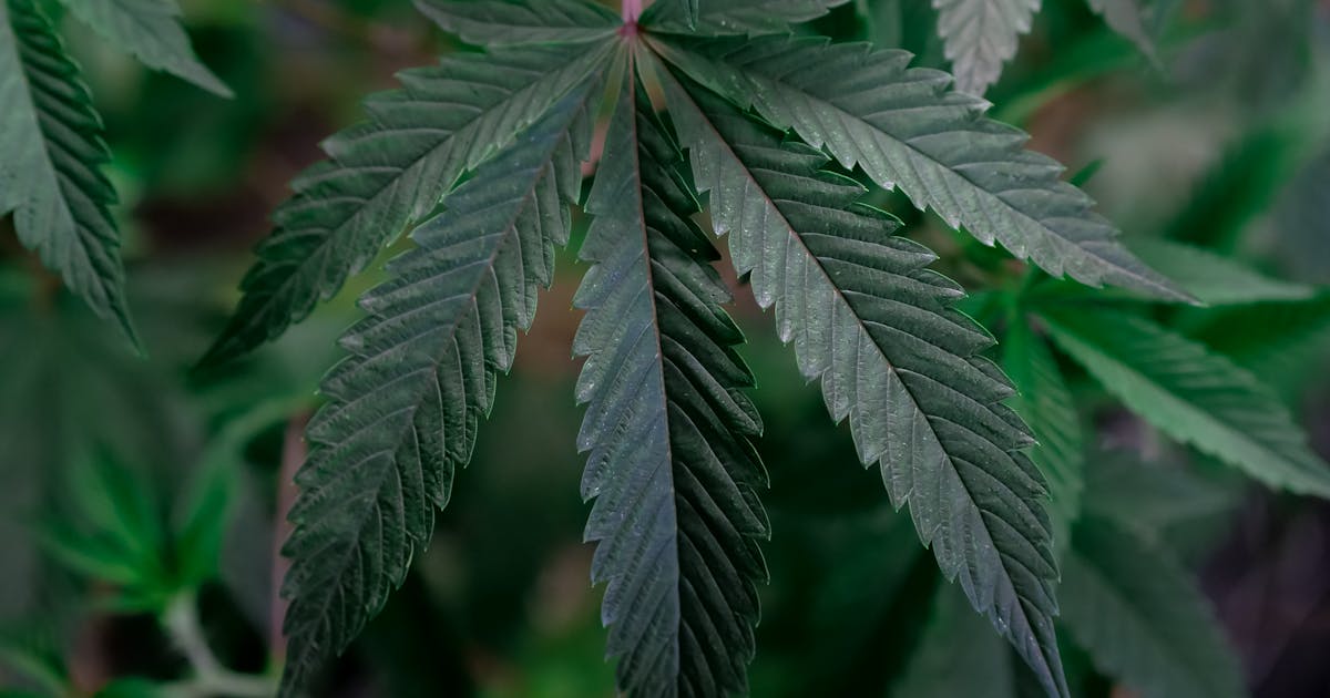 A Massive New Review Just Found Marijuana Does Not Help Anxiety Depression or PTSD — Here Is What the Research Actually Shows and What to Try Instead